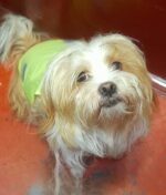 Il cerchio delle idee presenta: Dog Family Day, prima edizione Il cerchio delle idee presenta: Dog Family Day, prima edizione